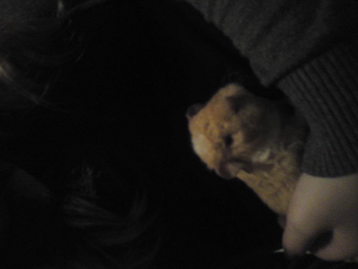 Marsvin Smilla billede 7