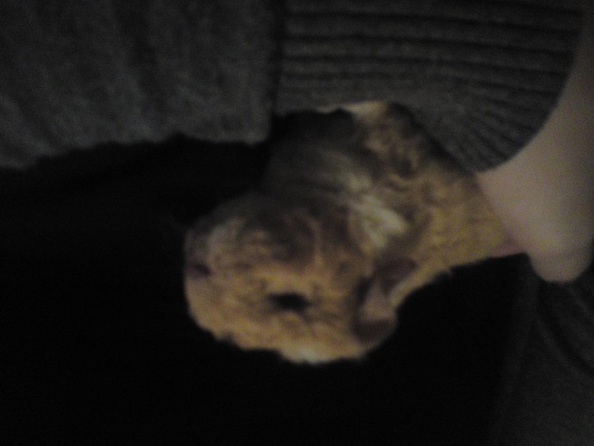 Marsvin Smilla billede 8