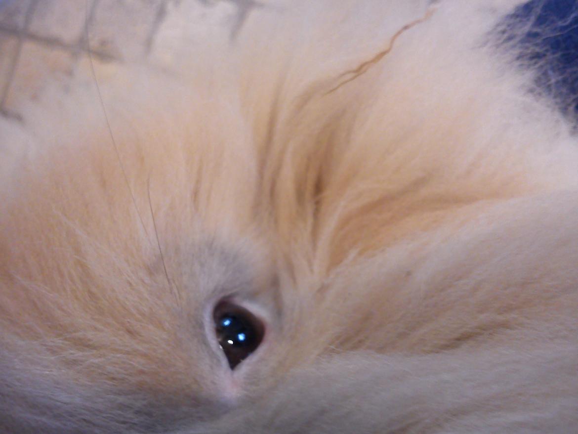 Kanin Teddy billede 1