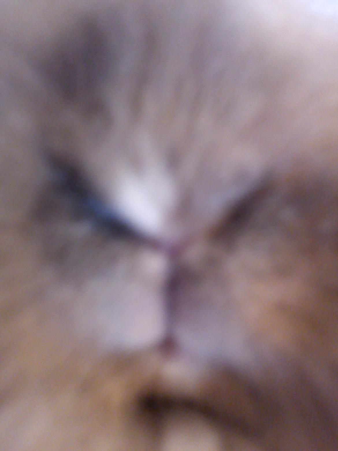 Kanin Teddy billede 2