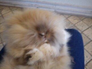 Kanin Teddy billede 3