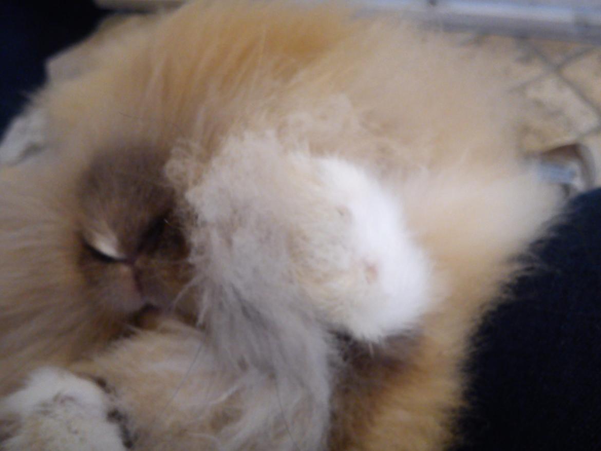 Kanin Teddy billede 5