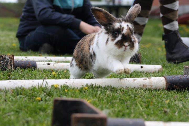 Kanin Solbakke´s Sigurd - Nyeste :) Til lidt hop :) billede 11
