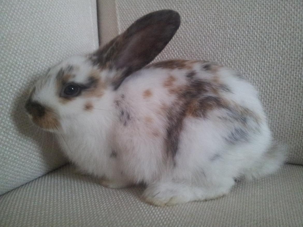 Kanin Tulle billede 1