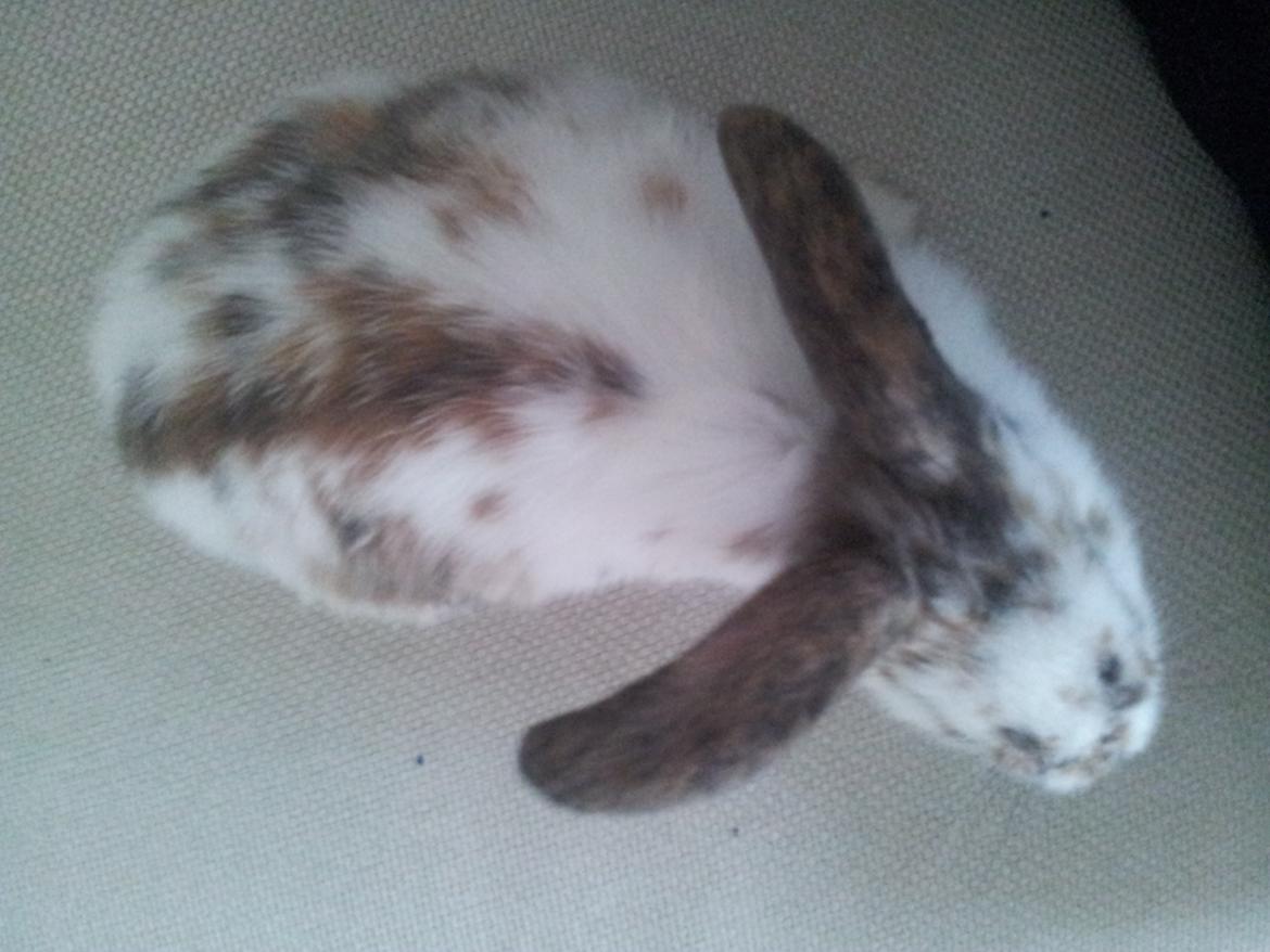Kanin Tulle billede 2