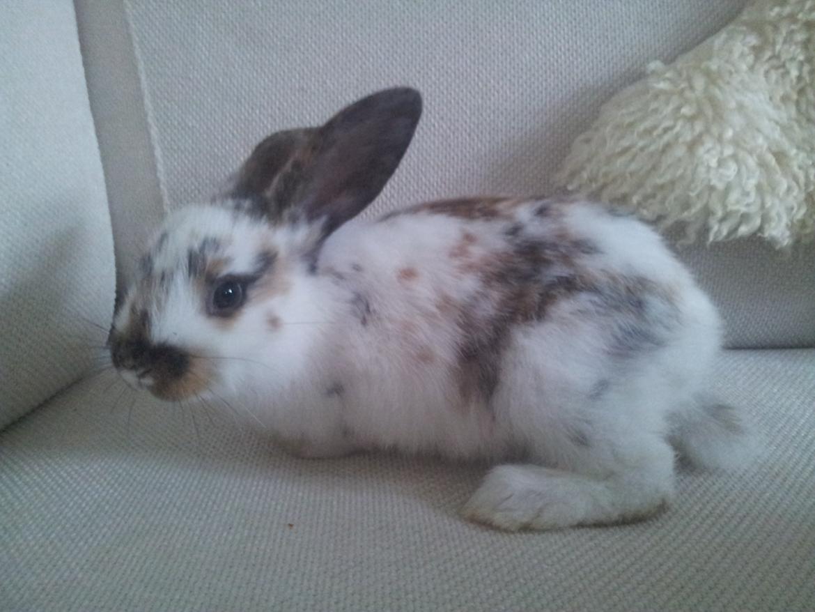 Kanin Tulle billede 3
