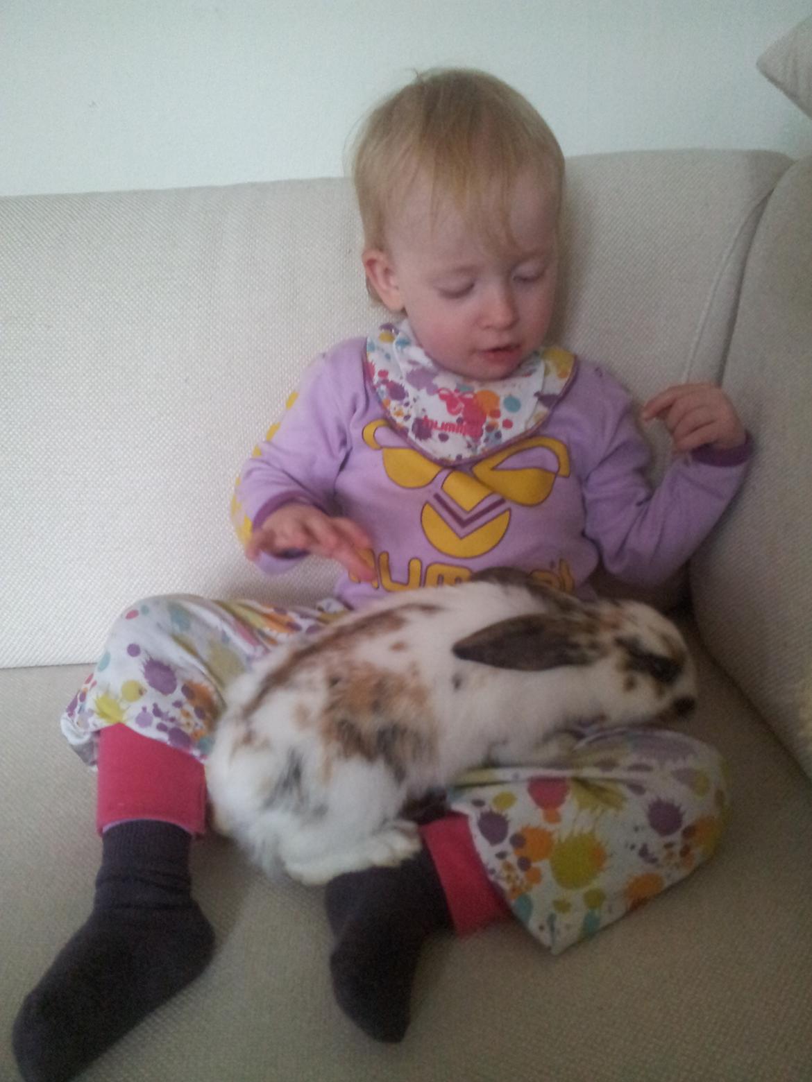 Kanin Tulle billede 4