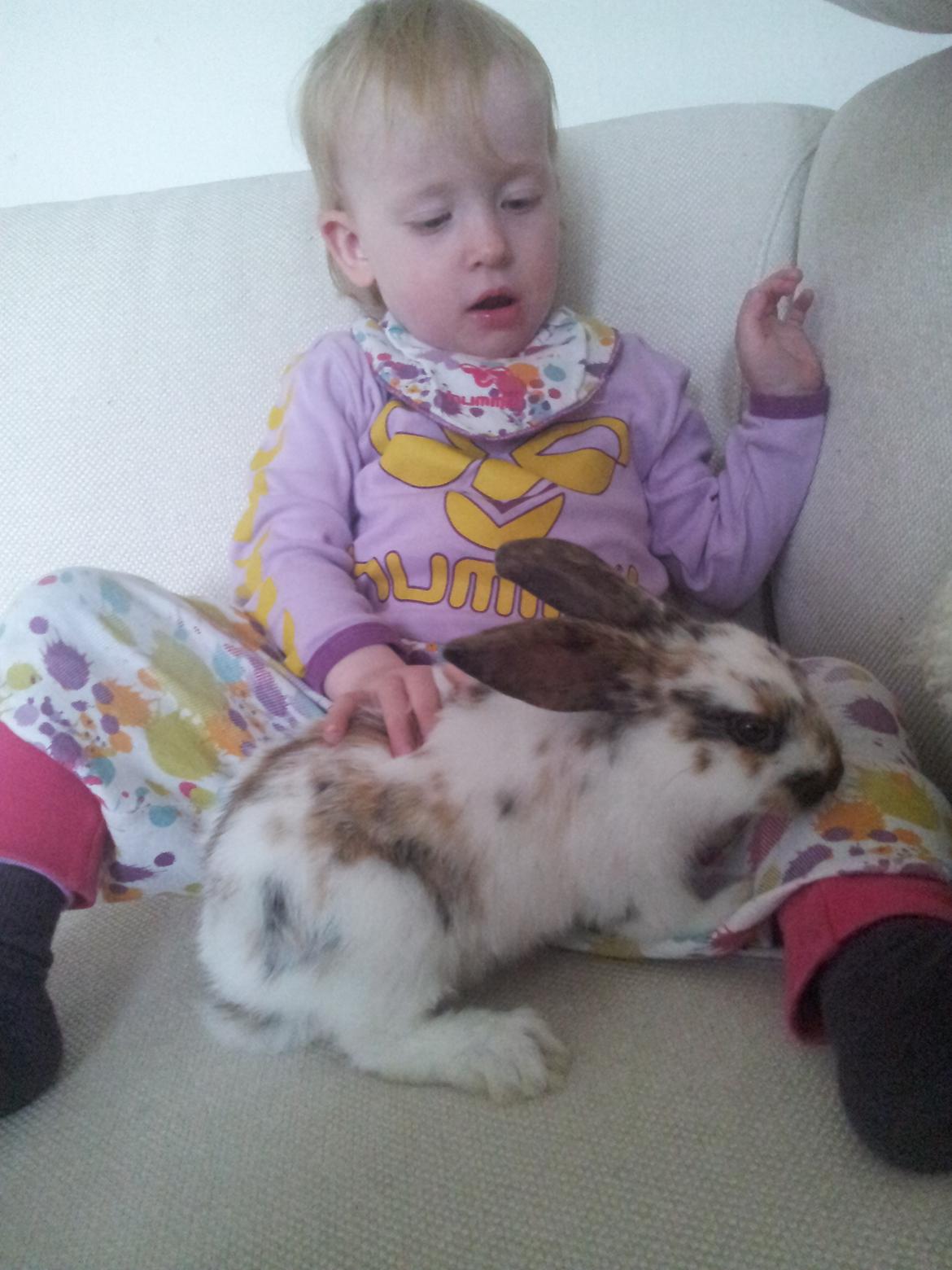 Kanin Tulle billede 5