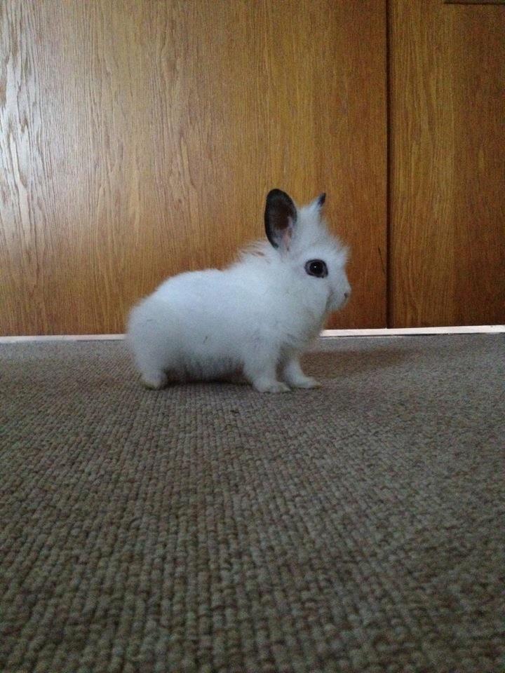 Kanin Aslan billede 1