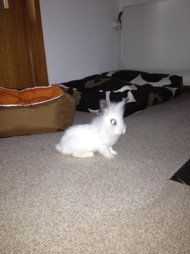 Kanin Aslan billede 2