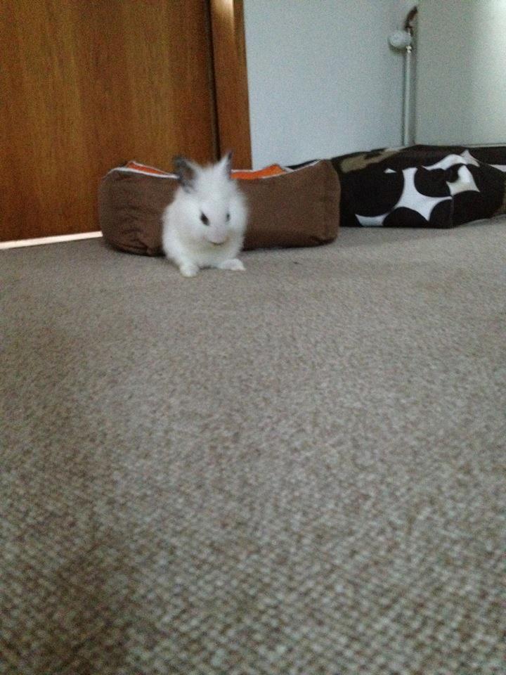 Kanin Aslan billede 3