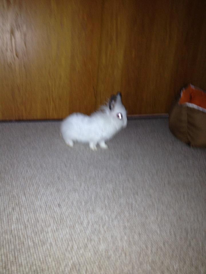 Kanin Aslan billede 4