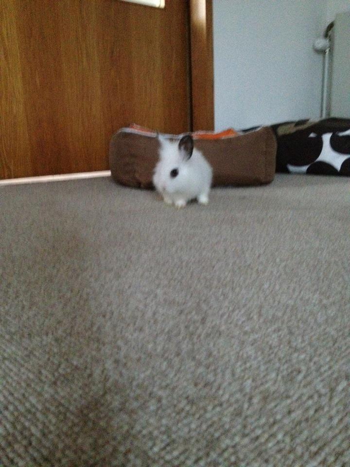 Kanin Aslan billede 5