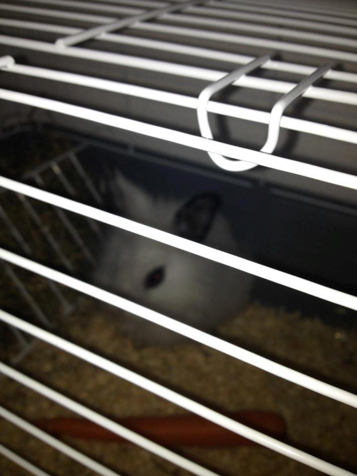 Kanin Aslan billede 6