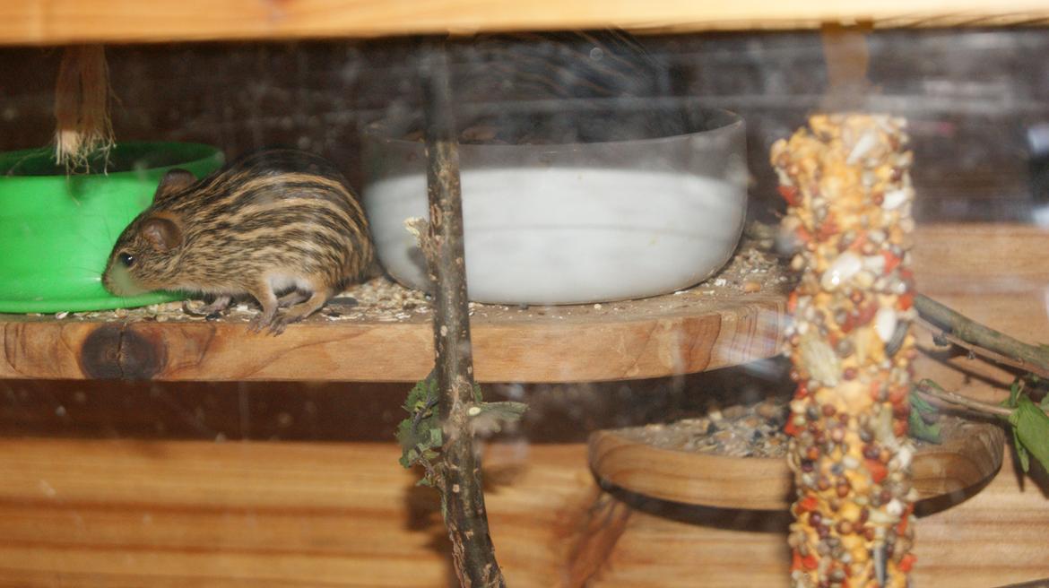 Zebramus tigeren happy billede 13