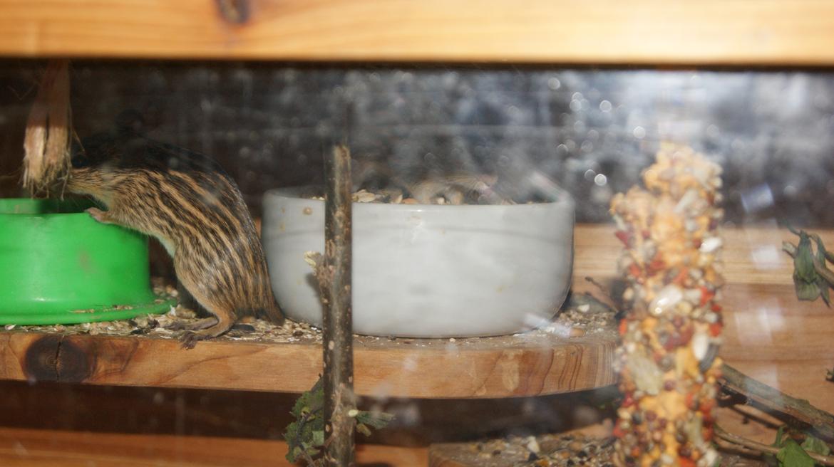 Zebramus tigeren happy billede 14