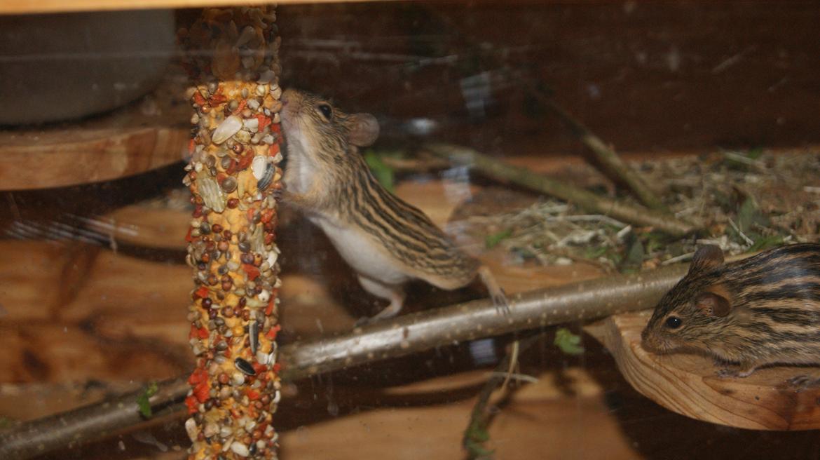 Zebramus tigeren happy billede 15