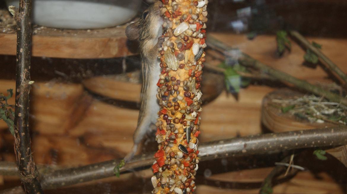 Zebramus tigeren happy billede 16