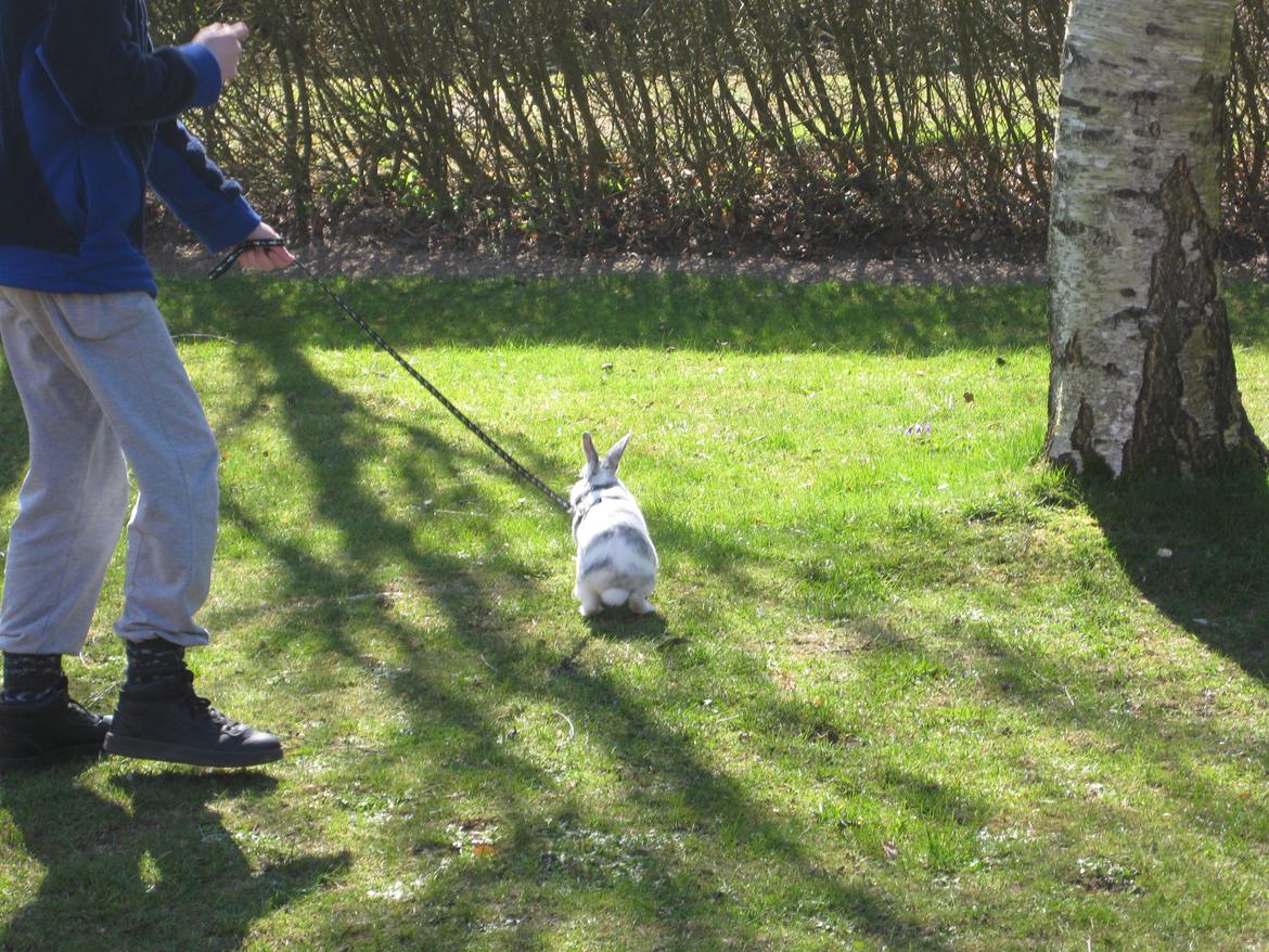 Kanin team hop,s 2.bedste springe magnus billede 14