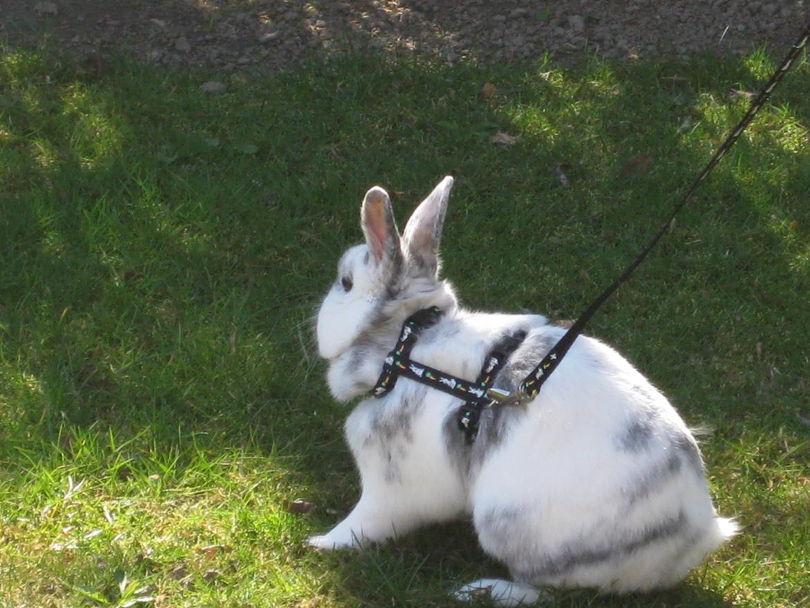 Kanin team hop,s 2.bedste springe magnus billede 15