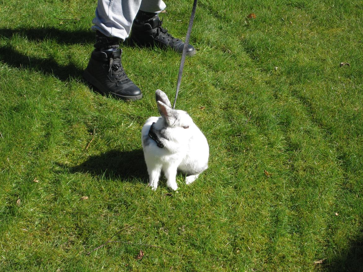 Kanin team hop,s 2.bedste springe magnus billede 16