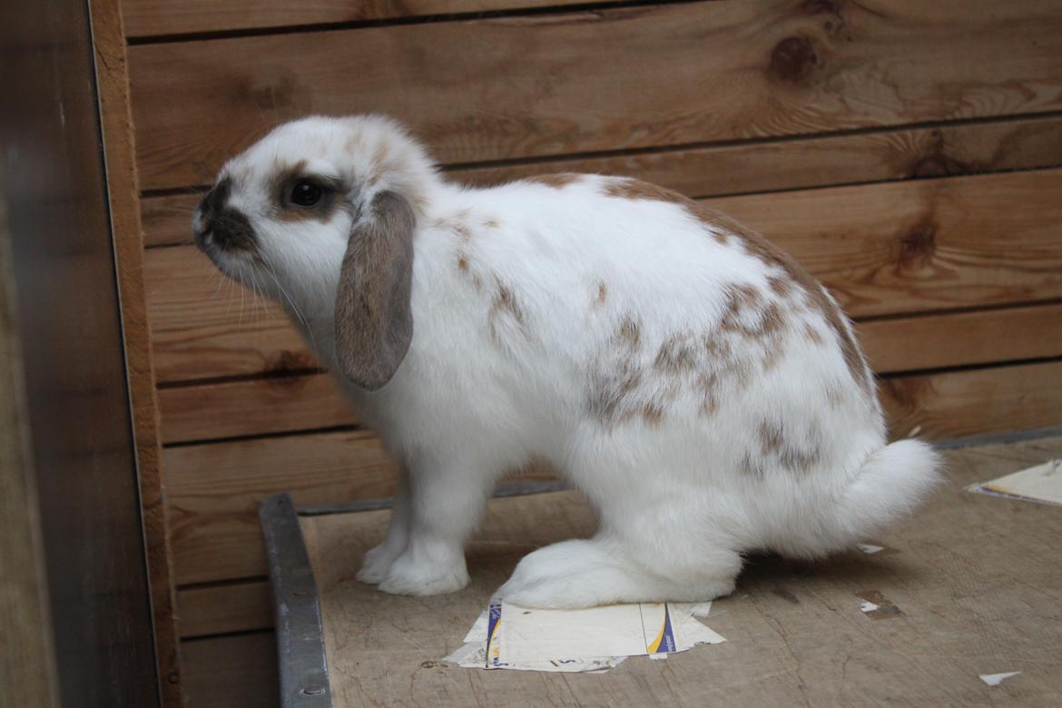 Kanin Winds Jar Jar Binks billede 5