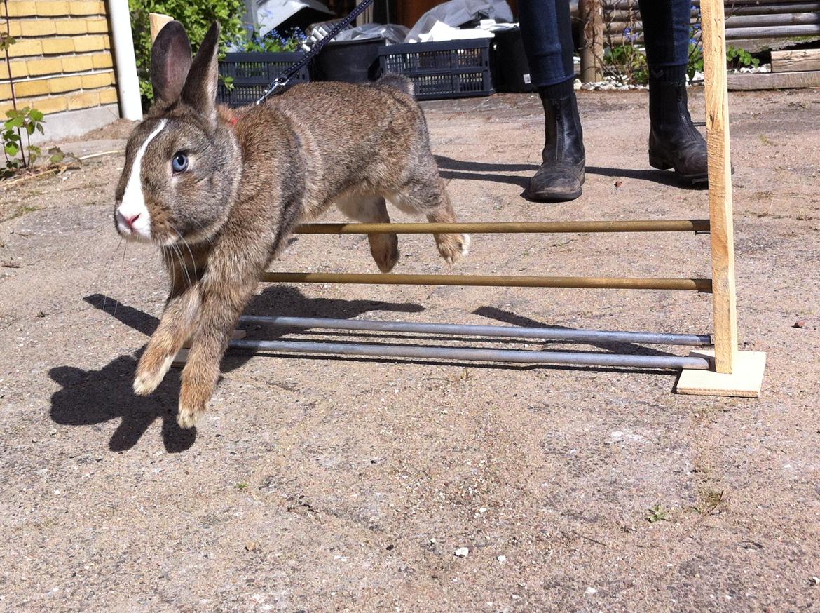 Kanin Safira billede 14