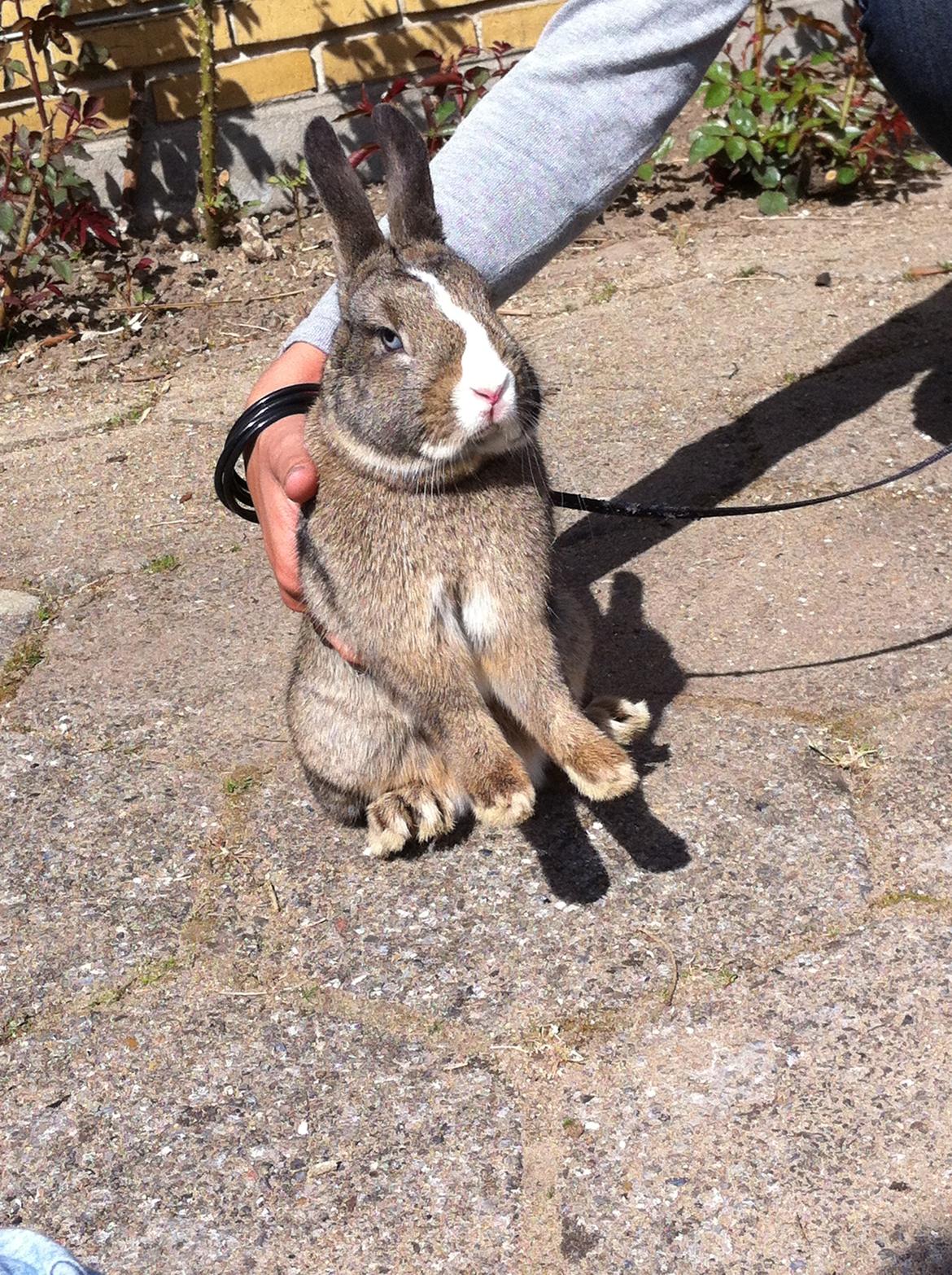 Kanin Safira billede 15