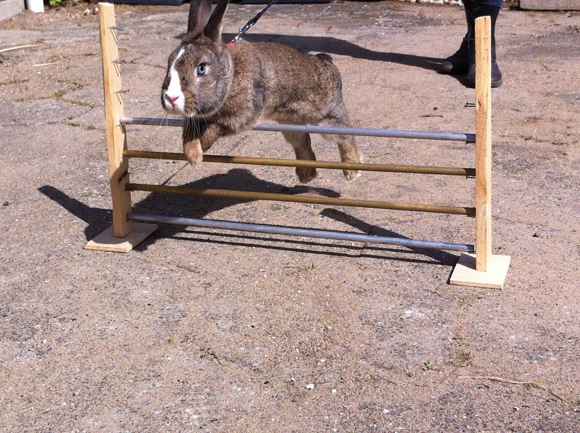 Kanin Safira billede 16