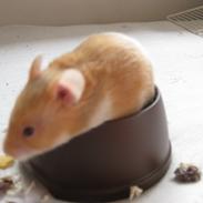 Hamster Nuga<3  R.I.P