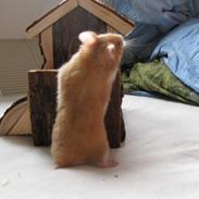 Hamster Nuga<3  R.I.P