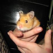 Hamster Nuga<3  R.I.P
