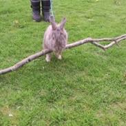 Kanin » Sir Lancelot "Lance" « (Løvehoved)