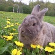 Kanin » Sir Lancelot "Lance" « (Løvehoved)