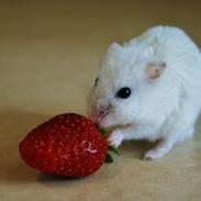 Dværghamster Clinton