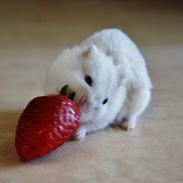 Dværghamster Clinton