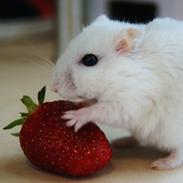 Dværghamster Clinton