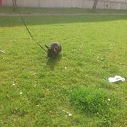 Kanin Bella-Bodil [Altid Savnet] - løvehovede/teddy