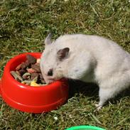 Hamster White Chocolate Cookie *Cookie*