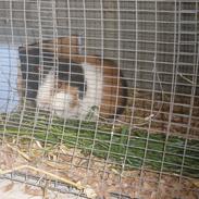 Marsvin Lystbjerggaards Plet