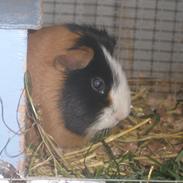 Marsvin Lystbjerggaards Plet