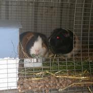 Marsvin Lystbjerggaards Plet