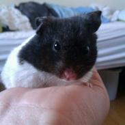 Hamster Simba