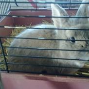 Kanin Jørgen / Teddy