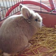 Kanin Jørgen / Teddy