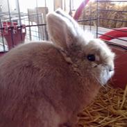 Kanin Jørgen / Teddy