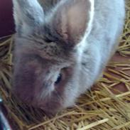 Kanin Jørgen / Teddy