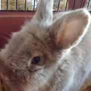 Kanin Jørgen / Teddy