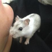 Dværghamster Bumle