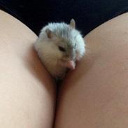 Dværghamster Bumle